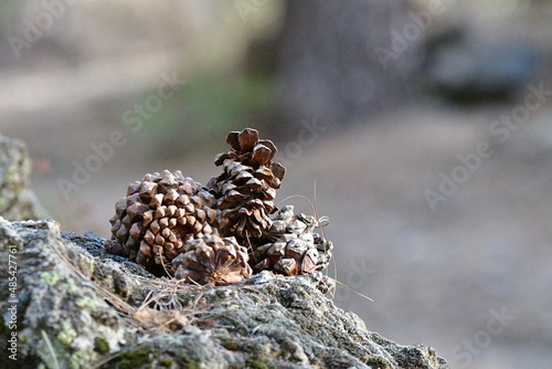 PIÑAS DE PINO