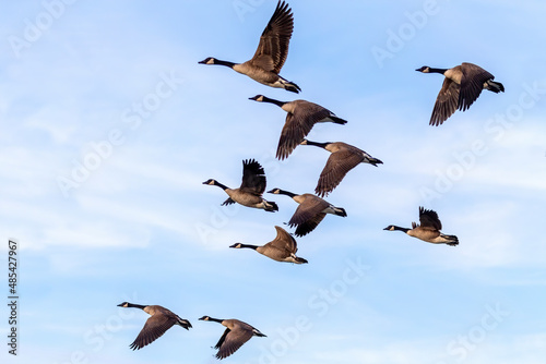 The Flock of Canada geese (Branta canadensis) in flight