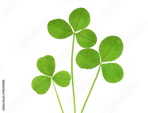 three leaves of clover isolated on white background