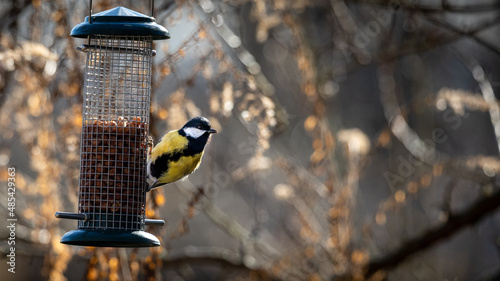 A great tit sitting on feeding place (great tit, Kohlmeise, Parus major), backlight, blurred background, autumn colours, 