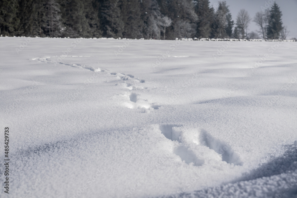 Tierspuren im Schnee