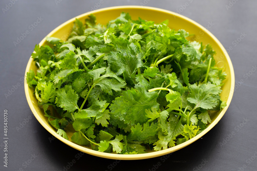 Fresh coriander leaves in yellow plate on dark background. Fresh coriander leaves in yellow plate on dark background.