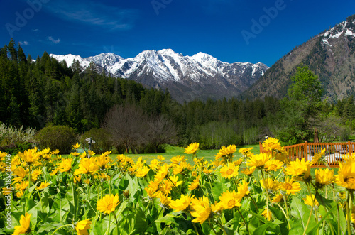 meadow with flowers and mountains © Brad