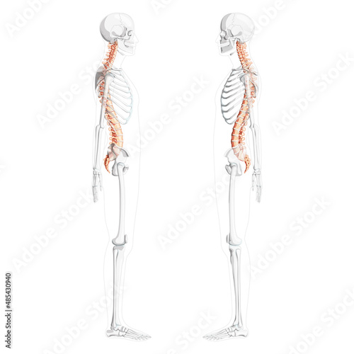 Human vertebral column side view with partly transparent skeleton position, spinal cord, thoracic lumbar spine, sacrum and coccyx. Vector flat natural colors, realistic isolated illustration anatomy 
