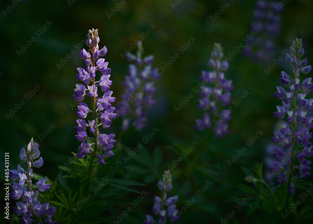 Obraz premium lavender flowers in the field