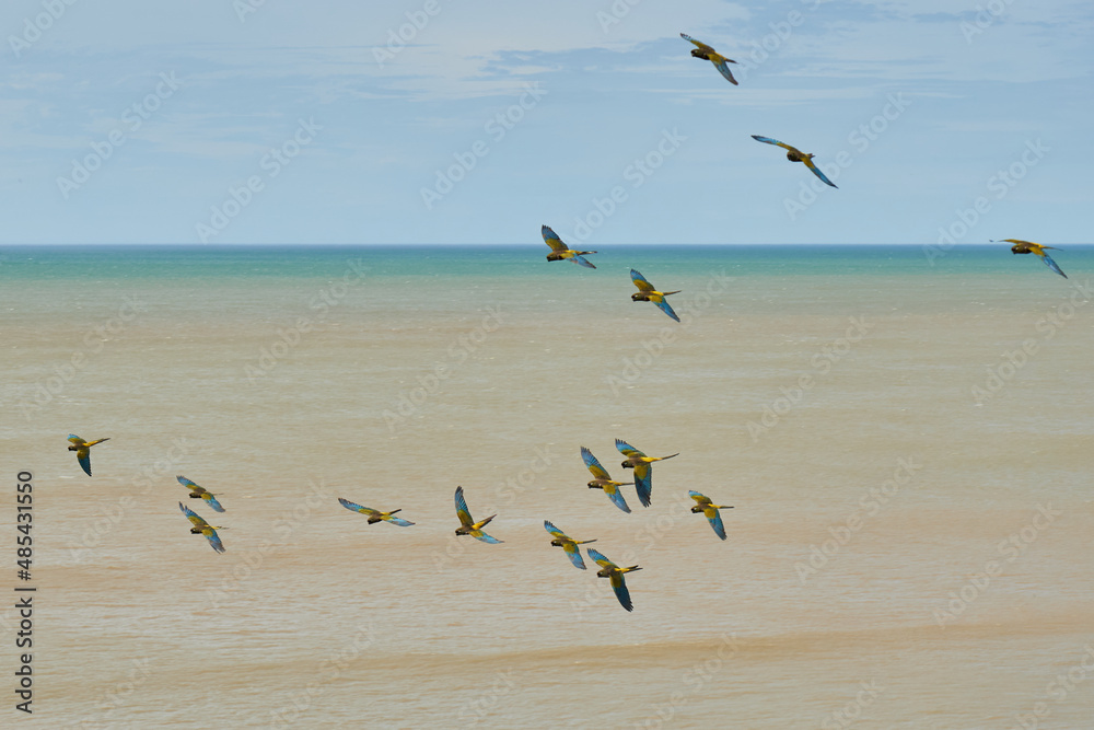 Colonia De Loros Barranqueros En Las Cercan as Del Balneario El C ndor Colonia De Loros Barranqueros En Las Cercan as Del Balneario El C ndor