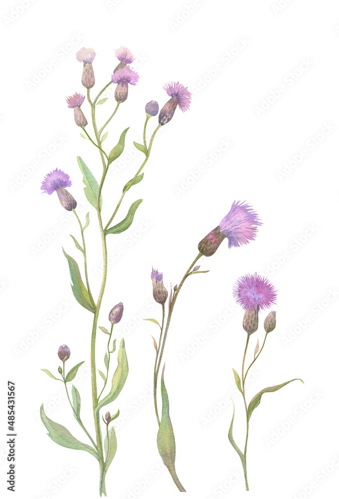 Watercolor set of field thistle flower