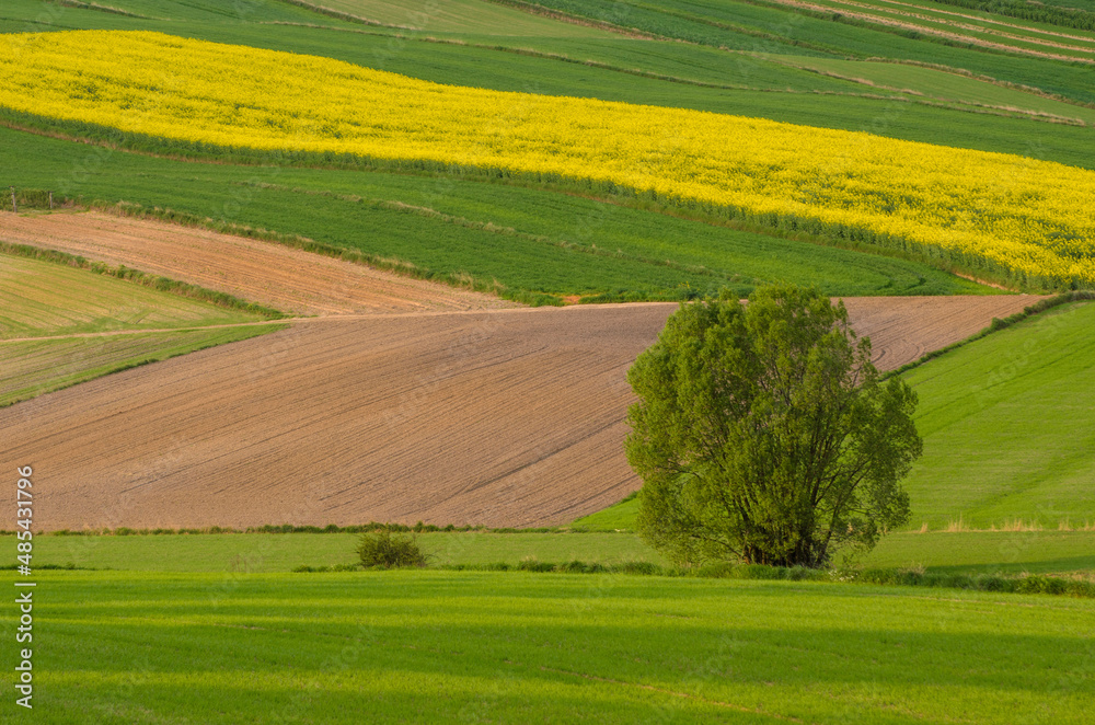 Fototapeta premium Agricultural fields in Roztocze. Poland. Spring