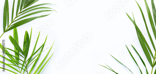 Tropical palm leaves on white background.
