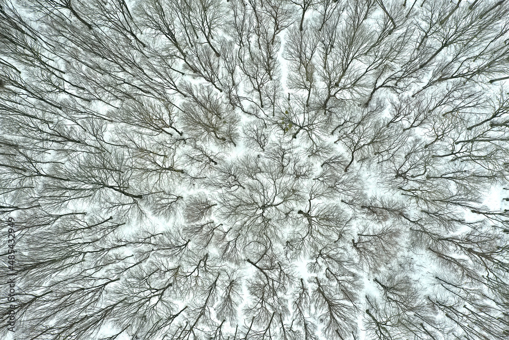 Snowy forest aerial view, shot from a drone Snowy forest aerial view, shot from a drone