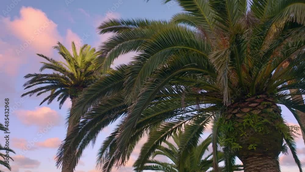 Aerial: rows of phoenix date palms Aerial: rows of phoenix date palms