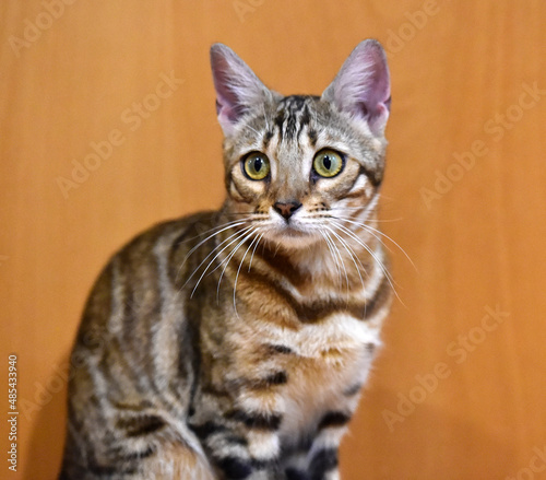 un bonito gato con grandes ojos © alberto