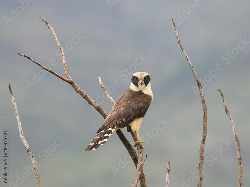 Laughing Falcon - Herpetotheres cachinnans - Acauã