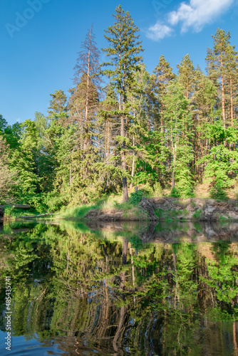 Pine and spruce forest on river bank view from water