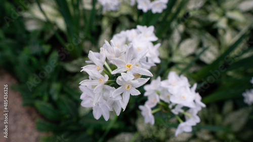 flowers in the garden