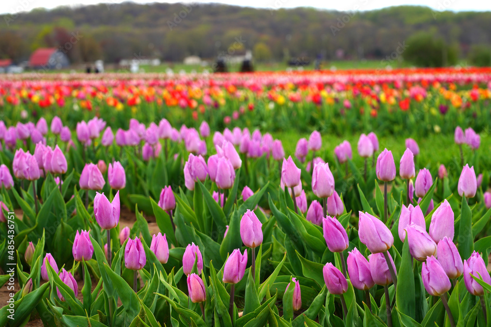 View of a colorful tulip field with flowers in bloom in Cream Ridge, Upper Freehold, New Jersey, United States View of a colorful tulip field with flowers in bloom in Cream Ridge, Upper Freehold, New Jersey, United States