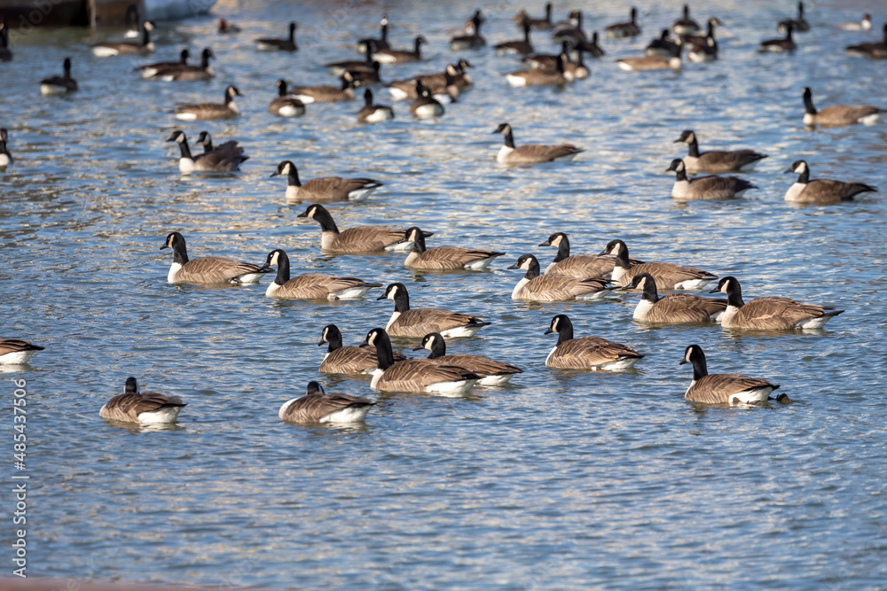 The Flock of Canada geese (Branta canadensis) in a river The Flock of Canada geese (Branta canadensis) in a river