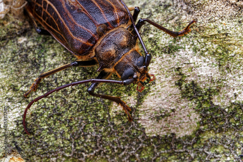 Huhu beetle, a longhorn beetle endemic to Aotearoa, New Zealand. photo