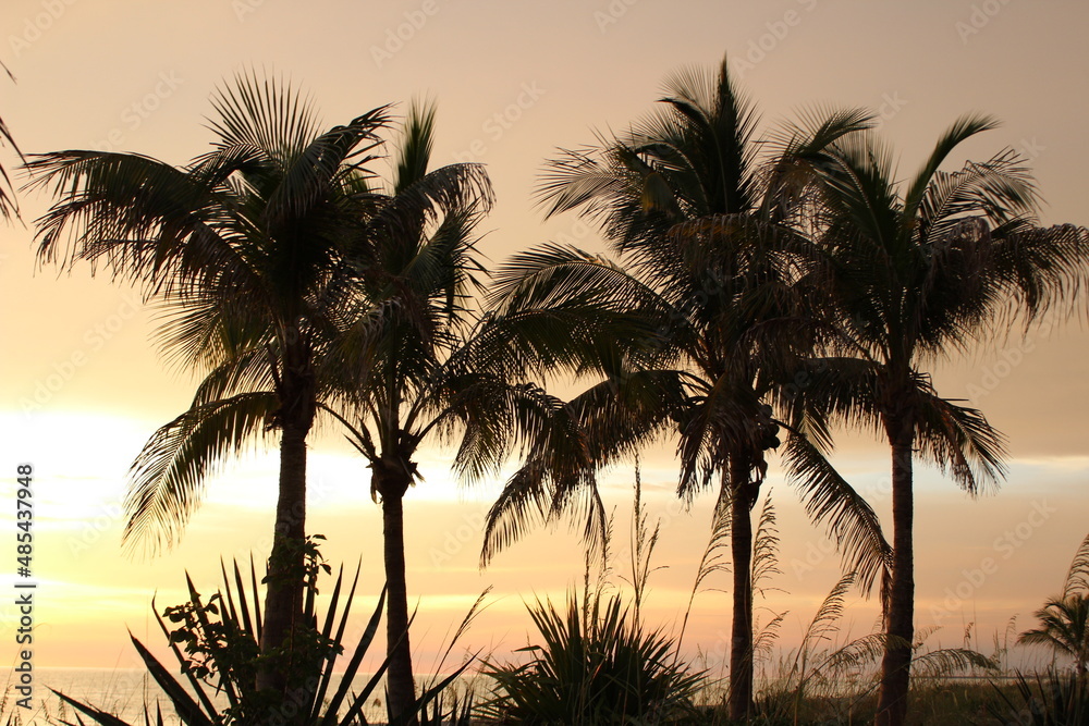 Sunset over beach in the palm trees