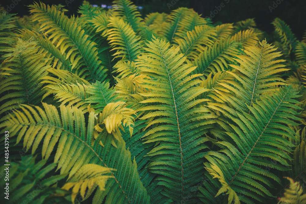 Full frame of Ferns polypodiopsida or japanese fern, green natural background Full frame of Ferns polypodiopsida or japanese fern, green natural background