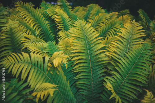 Full frame of Ferns polypodiopsida or japanese fern  green natural background