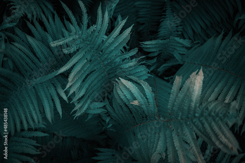 Full frame of Ferns polypodiopsida or japanese fern  green natural background