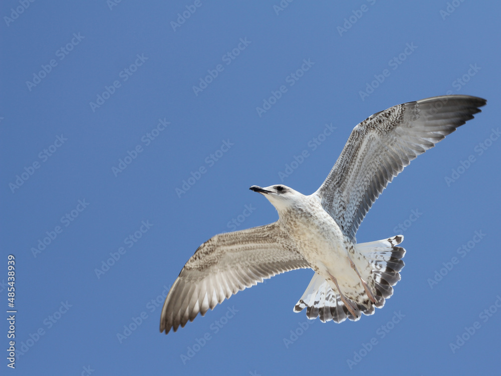 Obraz premium seagull in flight