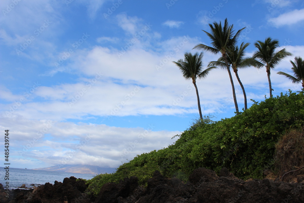 palm trees on volcanic island