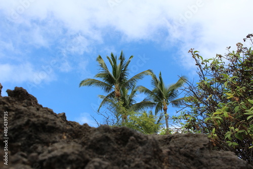 palm trees on volcanic island