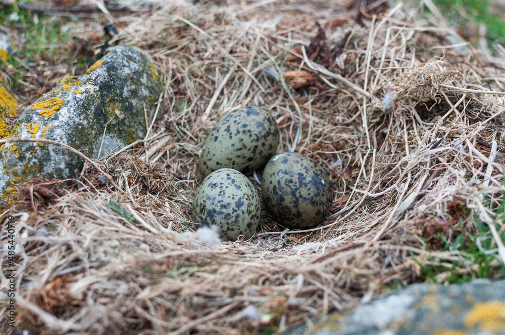 bird nest in the nest bird nest in the nest