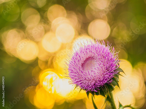 Flor del Cardo