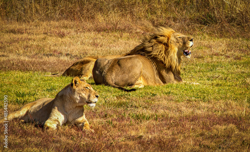 Lion and lioness lying on grass, lion roaring