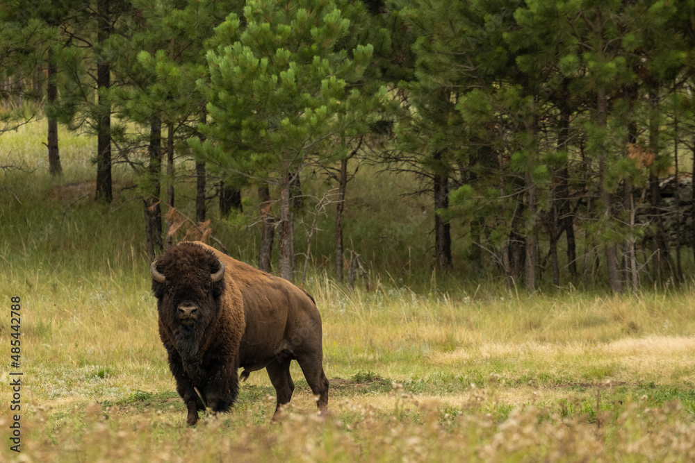 Male Bison Stands At Attention On Forest Edge