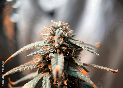 Macro shot of marijuana flower bud with resins