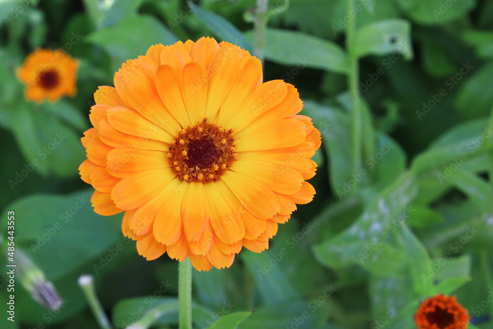 Closeup of orange english marigolds growing in the garden. Closeup of orange english marigolds growing in the garden.
