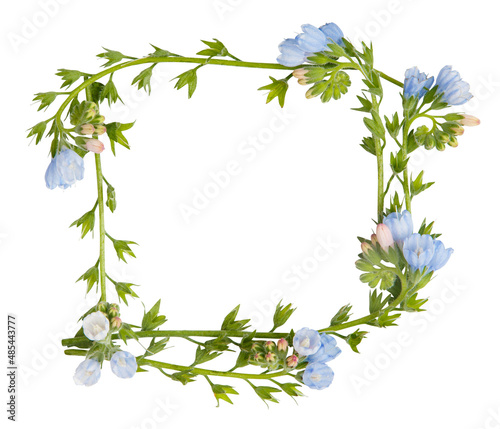 Little blue wild flowers isolated on white. Frame from plants. Wreath from flowers