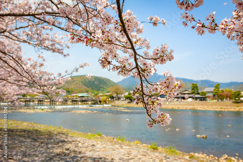 Fototapeta Naklejka Na Ścianę i Meble -  京都にある嵐山の渡月橋付近で見た、満開の桜と快晴の青空