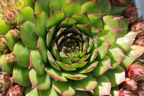 Closeup view of hens and chicks succulent plants