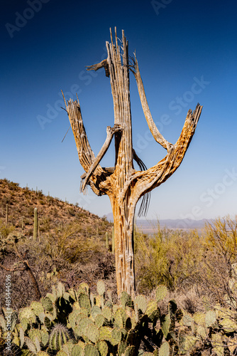 Old Saguaro Cactus Decomposing In Desert photo