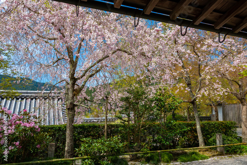 春の京都大原三千院で見た、庭に咲き誇る満開の桜の花と背景の青空 photo