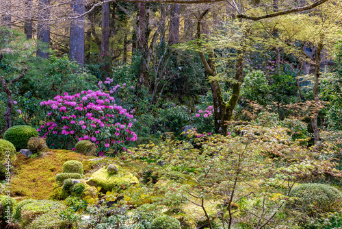 Fototapeta Naklejka Na Ścianę i Meble -  春の京都・大原の三千院で見た、色鮮やかな緑が広がる聚碧園の風景