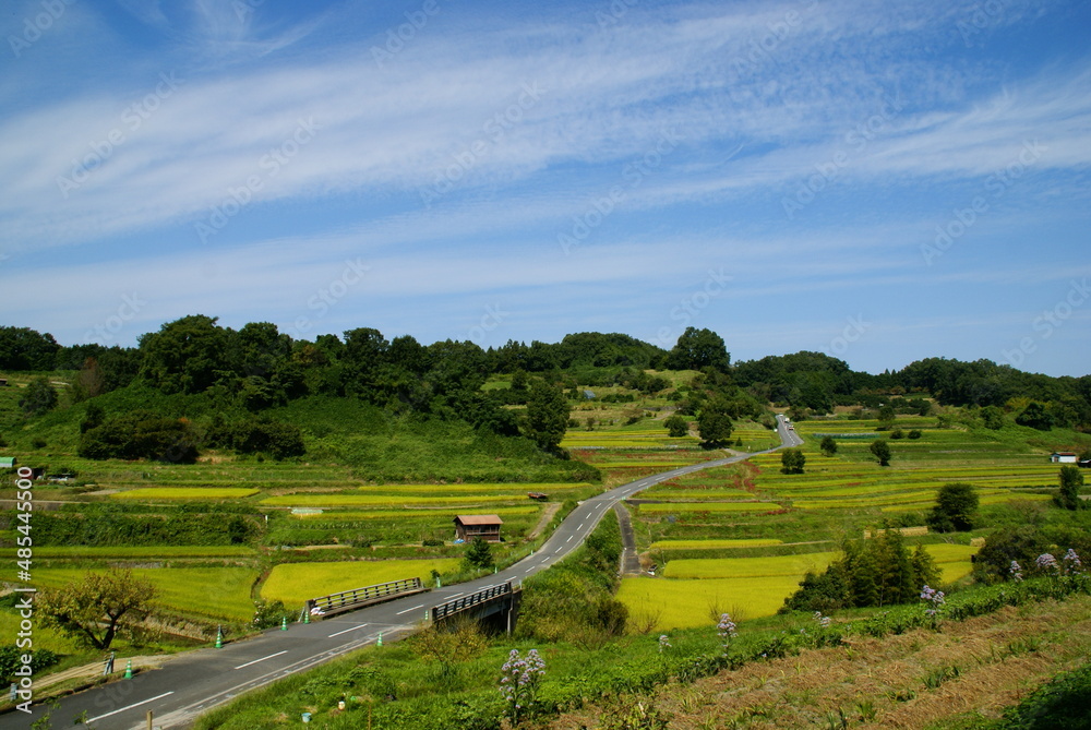 稲渕の彼岸花