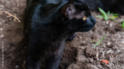 The black cat in the trench
