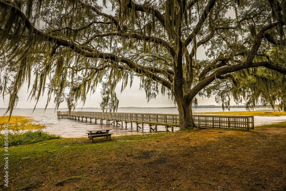 Spanish moss hanging from old majestic tree at fishing dock with park bench at public beach in Florida Spanish moss hanging from old majestic tree at fishing dock with park bench at public beach in Florida