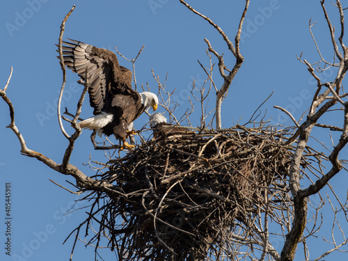 Bald Eagle