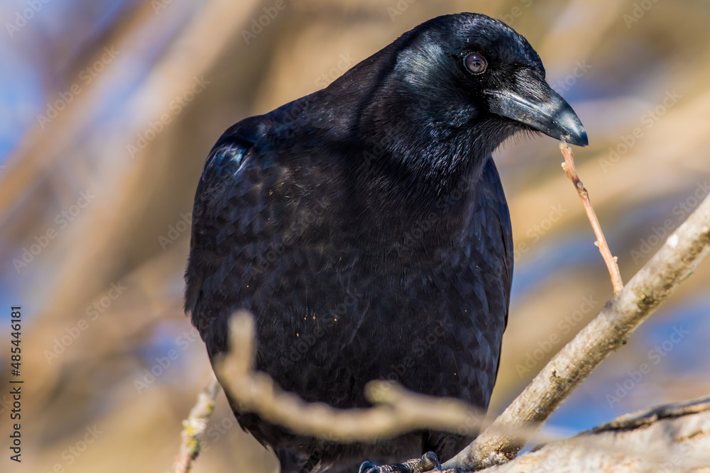 Fototapeta premium American Crow