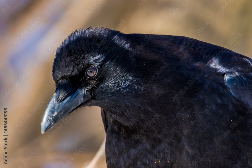 Fototapeta premium Detailed Crow Head SHot