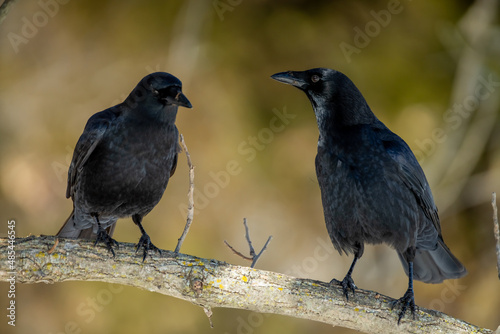 American Crow