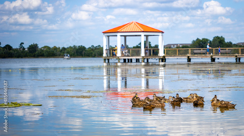 Flock of ducks on lake photo
