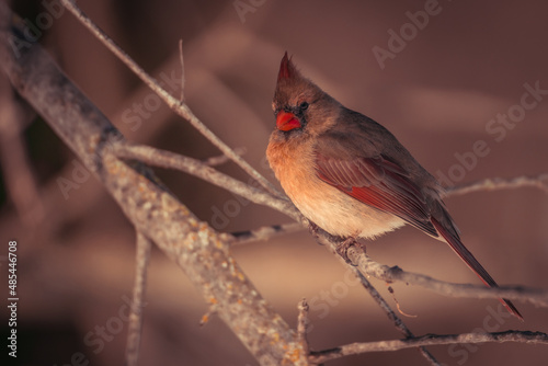 Fényképezés Female Northern Cardinal